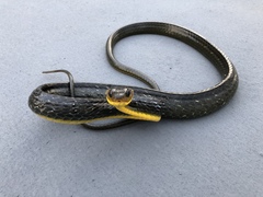 Chironius multiventris