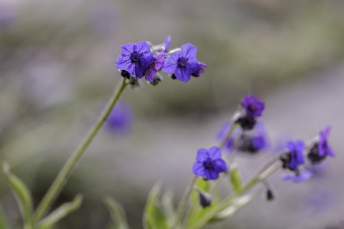 Lindelofia longiflora