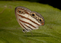 Euptychia jesia
