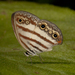 Euptychia jesia - Photo (c) Karl Kroeker,  זכויות יוצרים חלקיות (CC BY-NC), הועלה על ידי Karl Kroeker