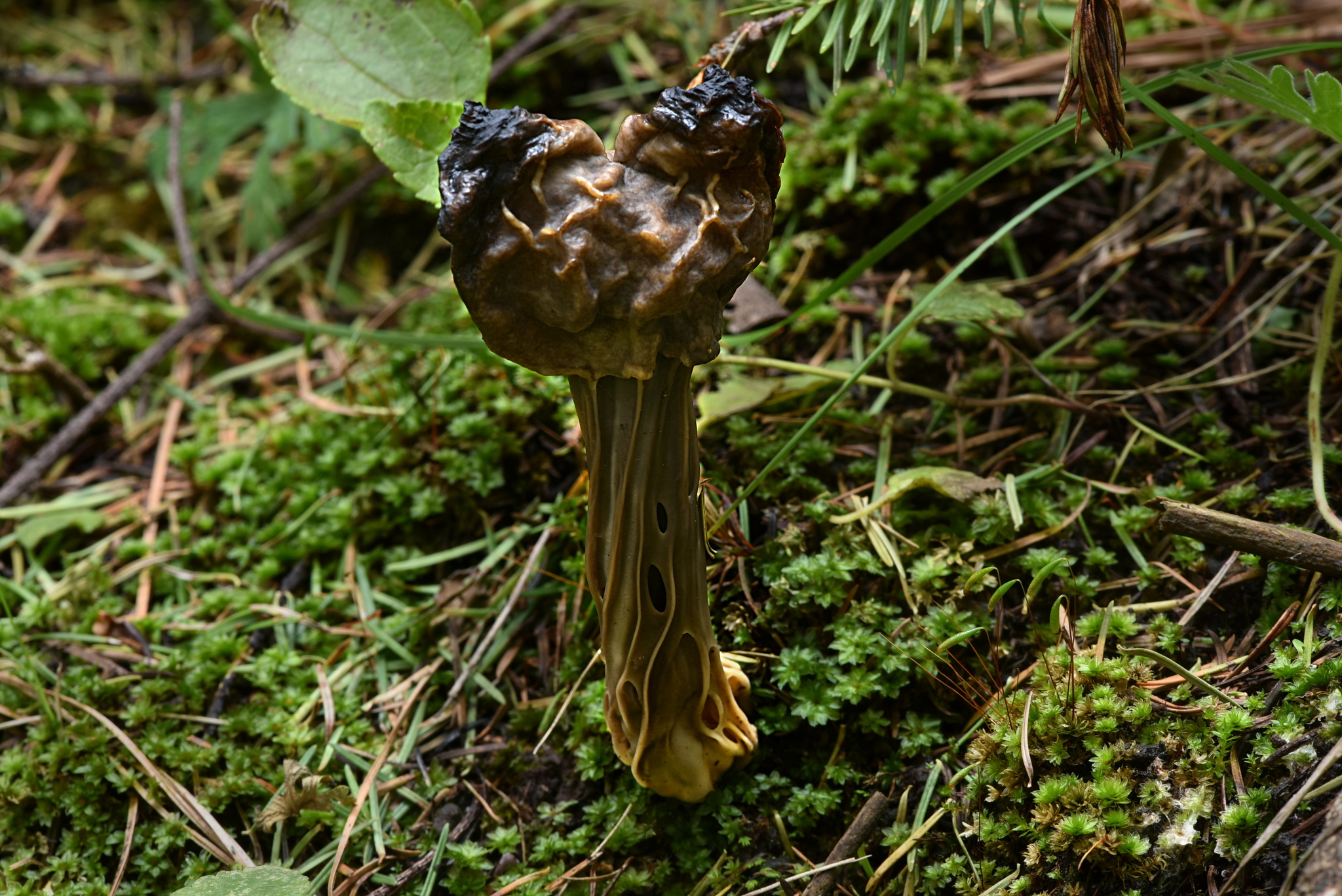 Helvella lacunosa image