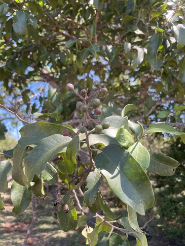 Geijera salicifolia observed 2025-10-07