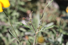 Dyssodia pinnata