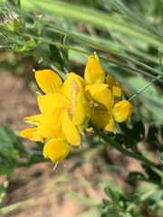 Crotalaria globifera