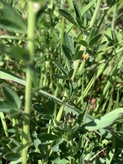 Crotalaria globifera