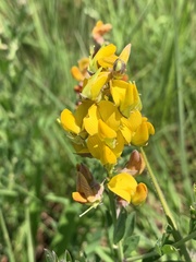 Crotalaria globifera