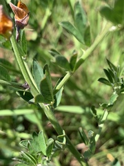 Crotalaria globifera