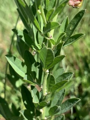 Crotalaria globifera