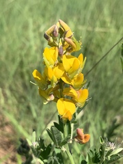 Crotalaria globifera