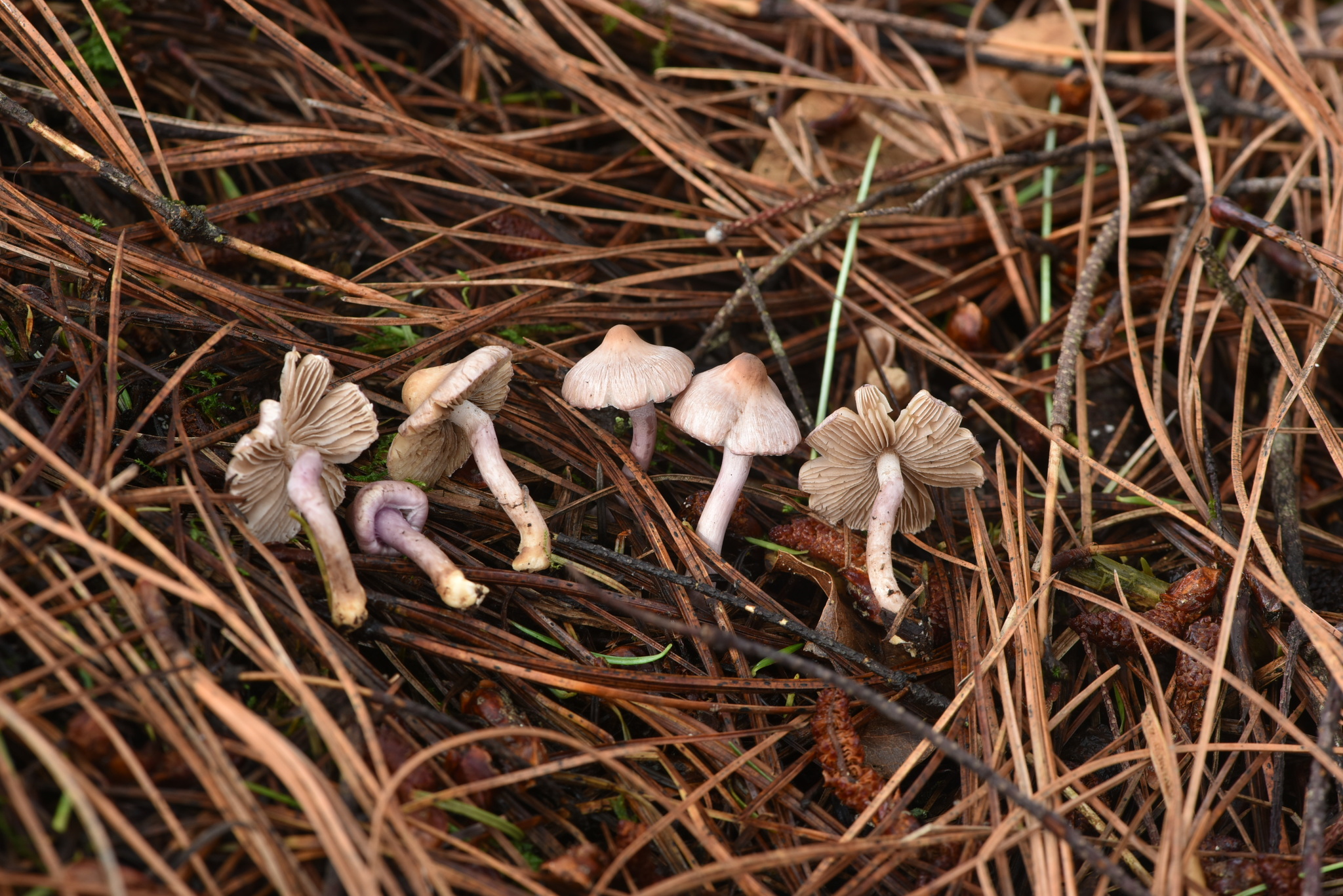 Inocybe geophylla var. lilacina image
