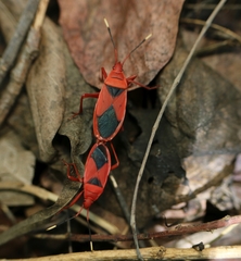 Probergrothius sanguinolens