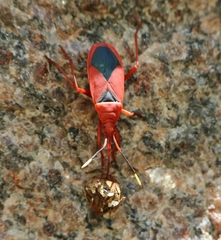 Probergrothius sanguinolens
