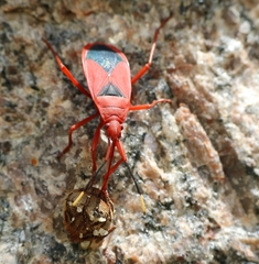 Probergrothius sanguinolens