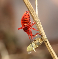 Probergrothius sanguinolens