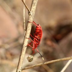 Probergrothius sanguinolens