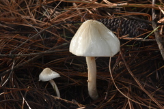 Zhuliangomyces illinitus