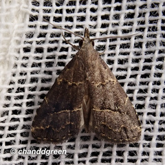 Schrankia bilineata