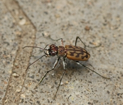 Lophyra catena