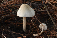 Zhuliangomyces illinitus