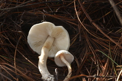 Zhuliangomyces illinitus