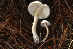 Zhuliangomyces illinitus