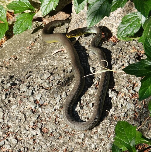Common Tree Snake sighting