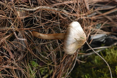 Zhuliangomyces illinitus