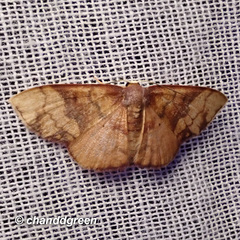 Metallaxis semipurpurascens