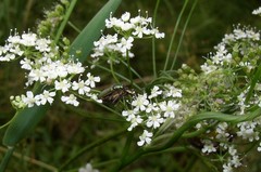 Oedemera virescens