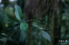Tarenna gracilipes