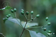 Tarenna gracilipes