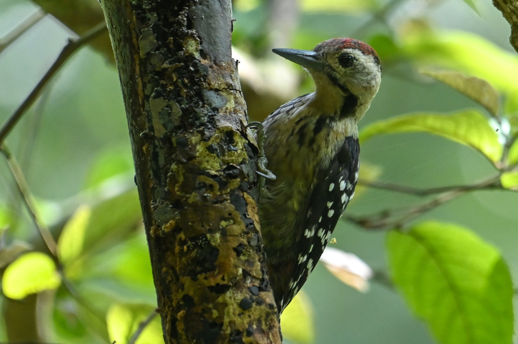 Fulvous-breasted Woodpecker