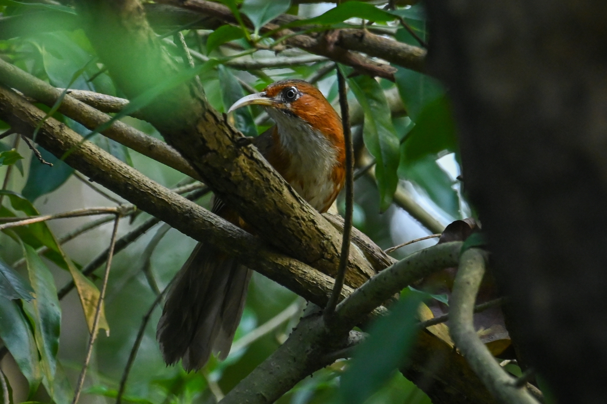 Rusty-cheeked Scimitar Babbler