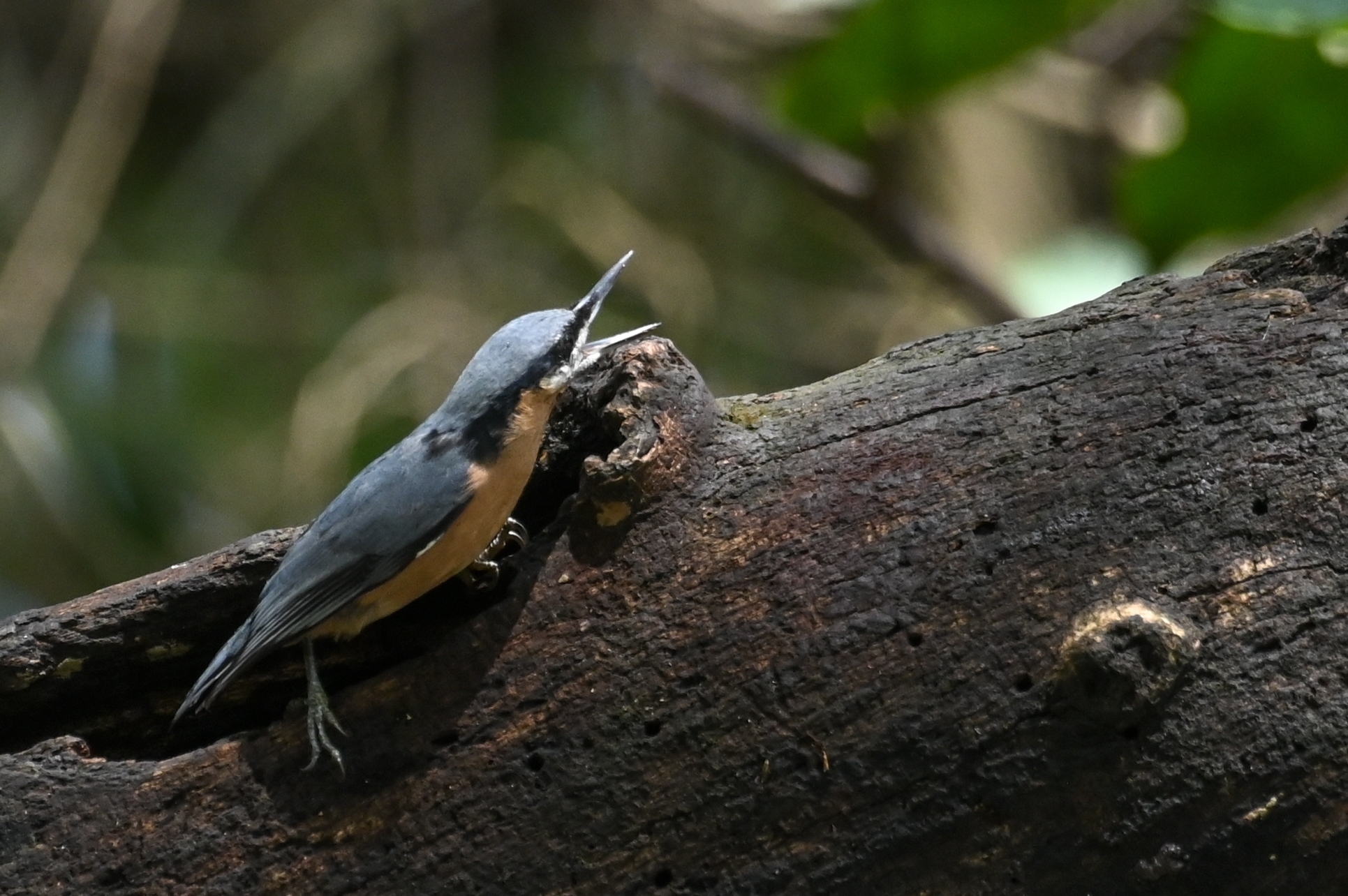 Chestnut-bellied Nuthatch