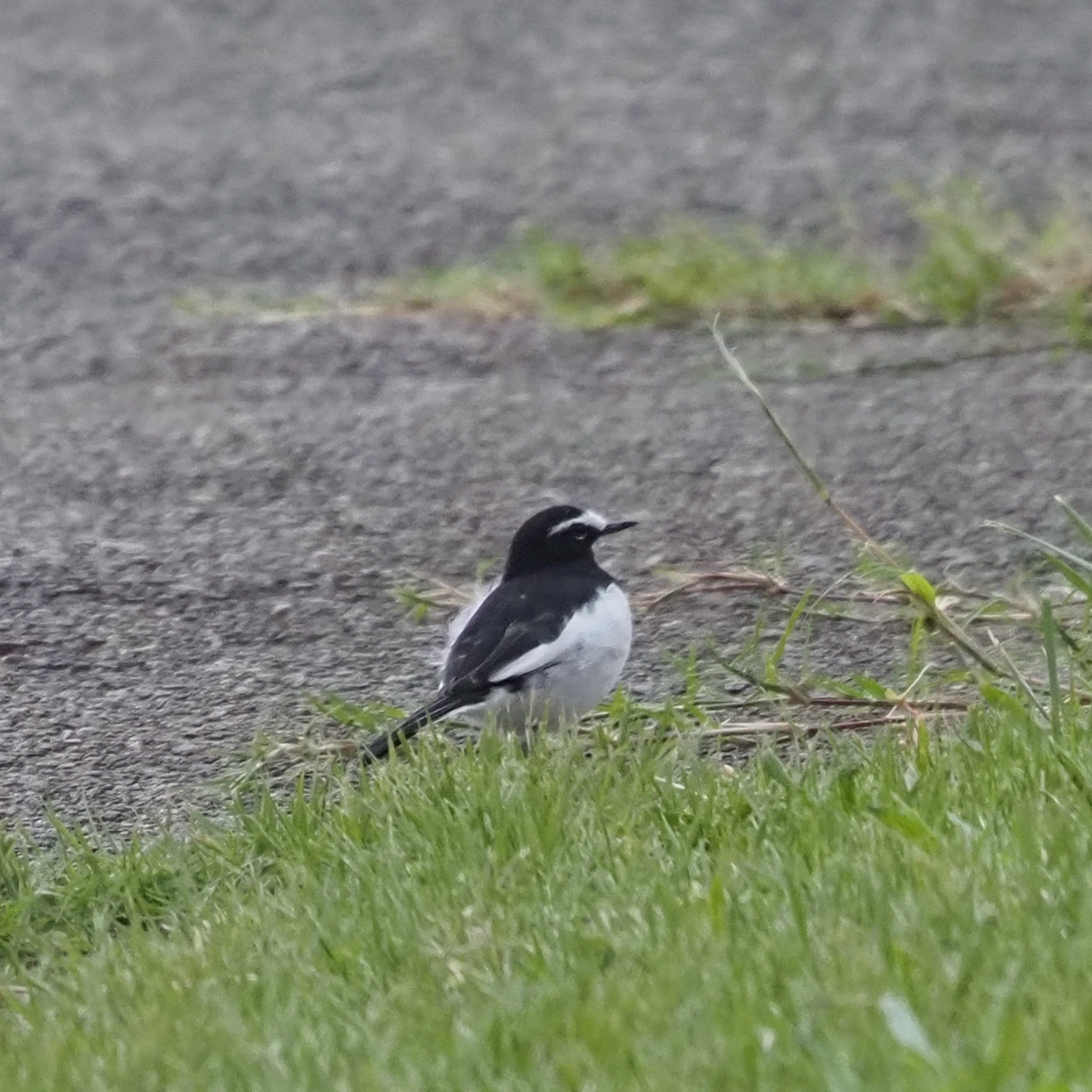 Japanese Wagtail