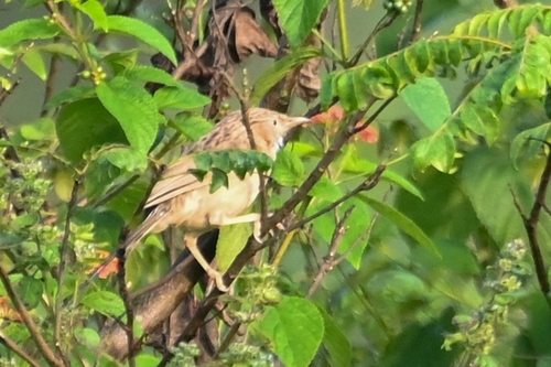 Common Babbler (Argya caudata), photo 6