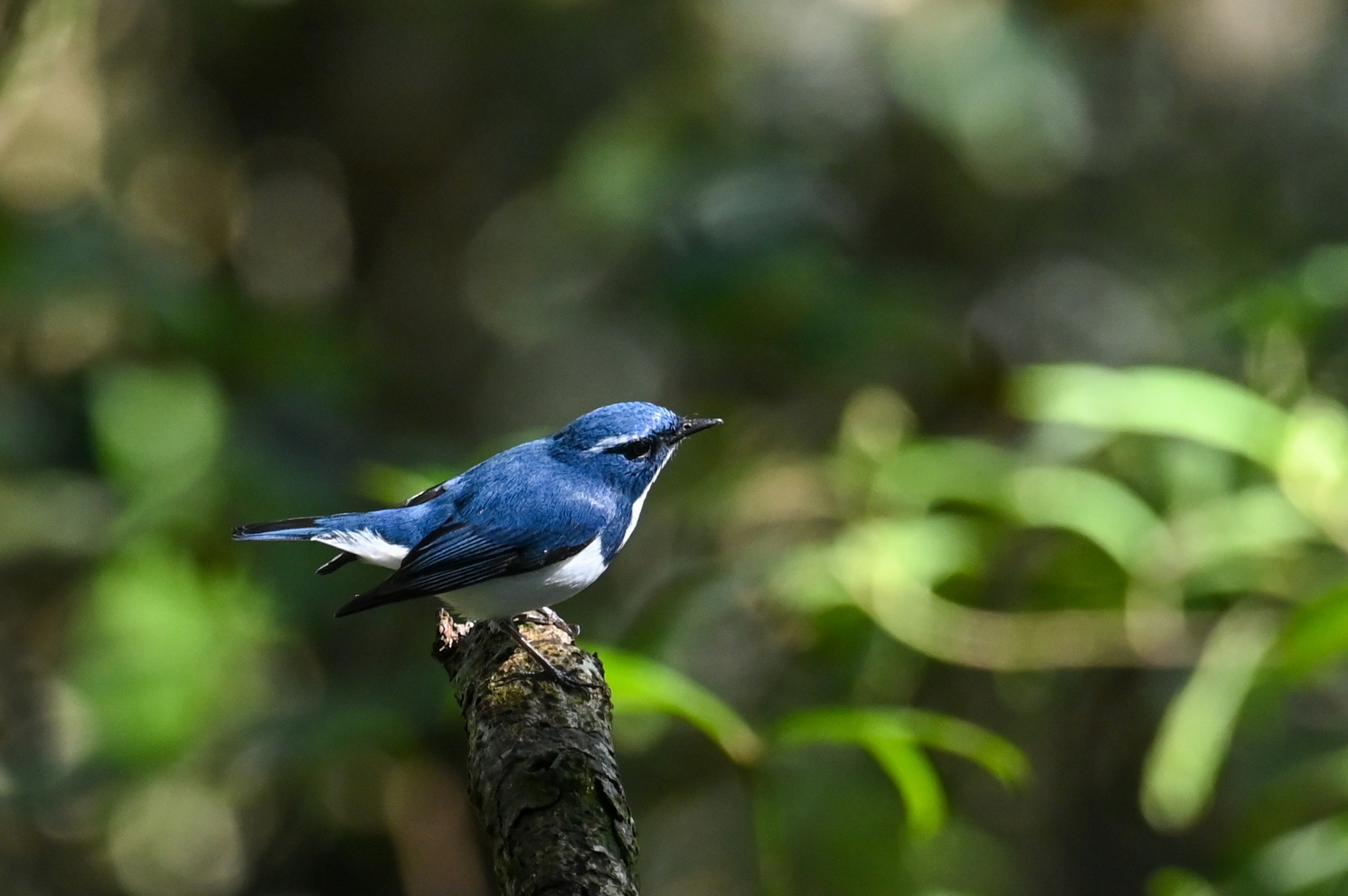 Ultramarine Flycatcher
