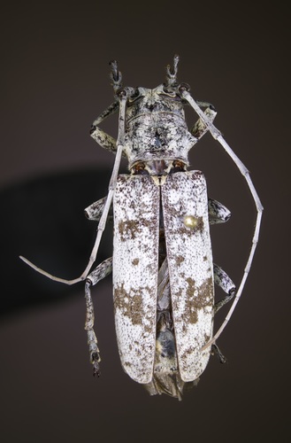 White Oak Borer photo 2