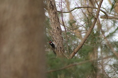 Dryobates villosus villosus