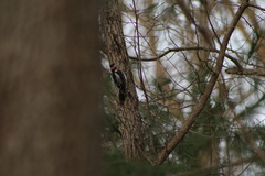 Dryobates villosus villosus