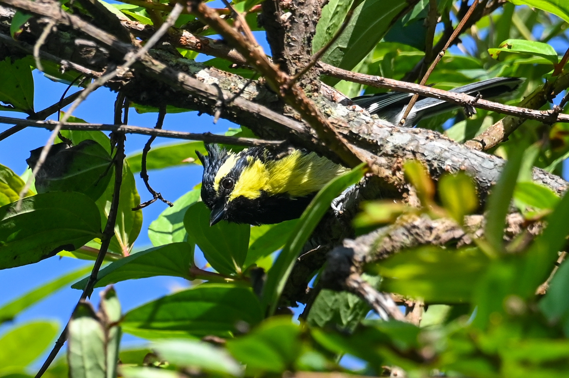 Himalayan Black-lored Tit