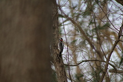 Dryobates villosus villosus