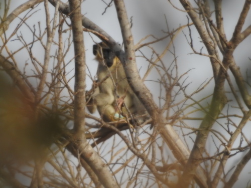 Green Monkey