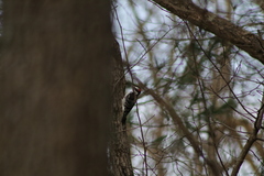 Dryobates villosus villosus