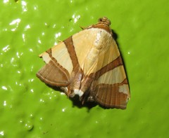 Eulepidotis juliata