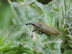 Lixus filiformis