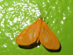 Eubaphe unicolor