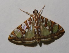 Glyphodes sibillalis