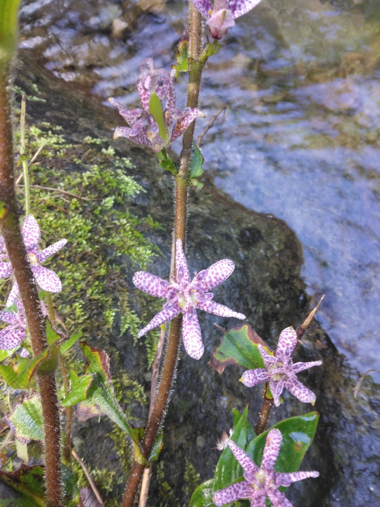 Tricyrtis hirta, Sagamihara, JP-KN, JP