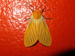 Pseudischnocampa nervosa